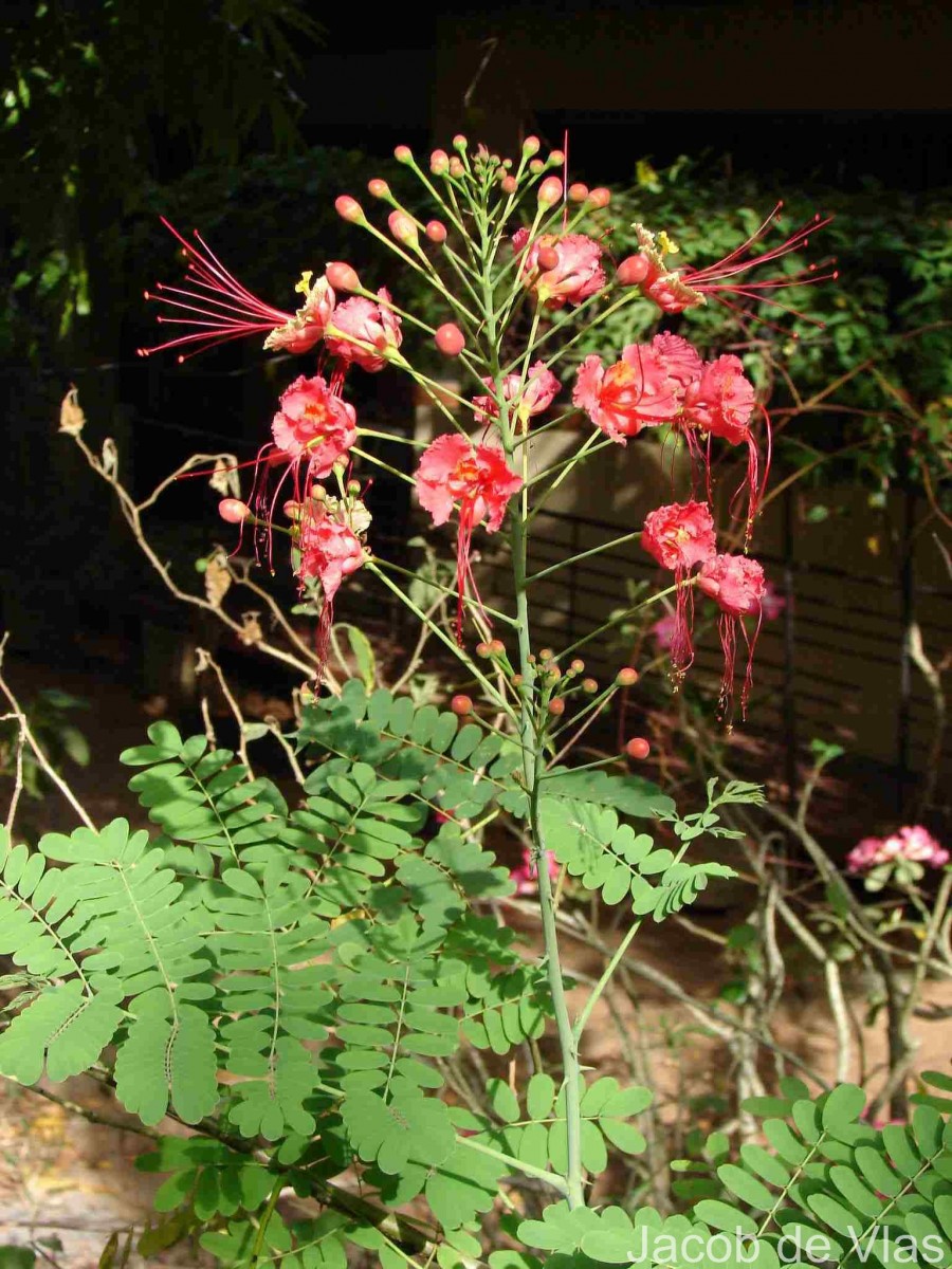 Caesalpinia pulcherrima (L.) Sw.